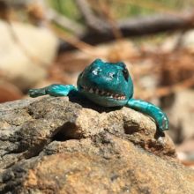 Corsica Critters – Meet the Guys