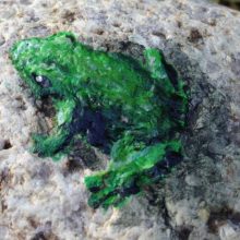 Steine #4 – der Frosch