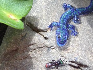 blue lizard 2