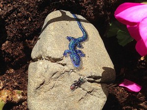 blue lizard 2